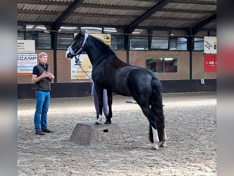 Other Breeds Mix Mare 8 years 14 hh Black in Bunschoten