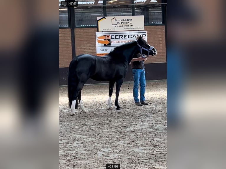 Other Breeds Mix Mare 8 years 14 hh Black in Bunschoten