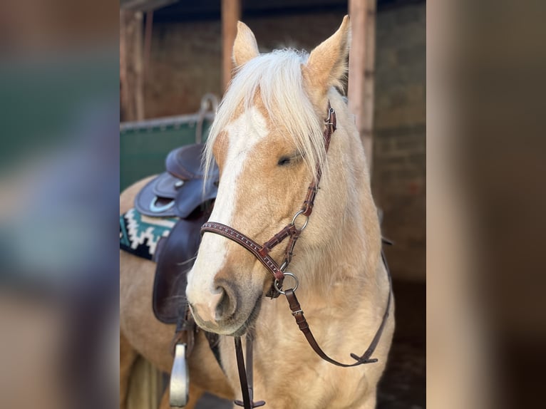 Other Breeds Mare 8 years 14 hh Palomino in Trendelburg