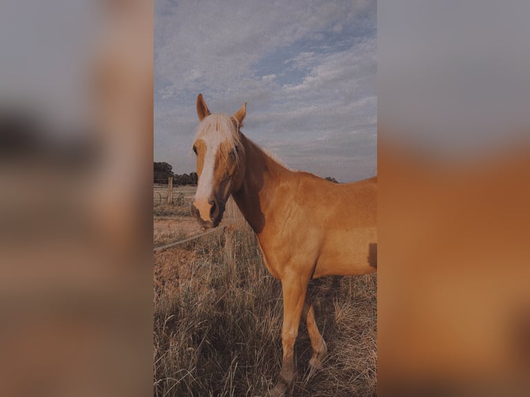 Other Breeds Mare 8 years 14 hh Palomino in Trendelburg