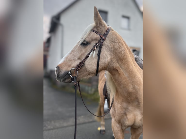 Other Breeds Mare 8 years 14 hh Palomino in Trendelburg