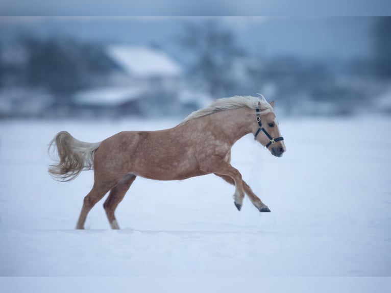 Other Breeds Mare 8 years 14 hh Palomino in Trendelburg