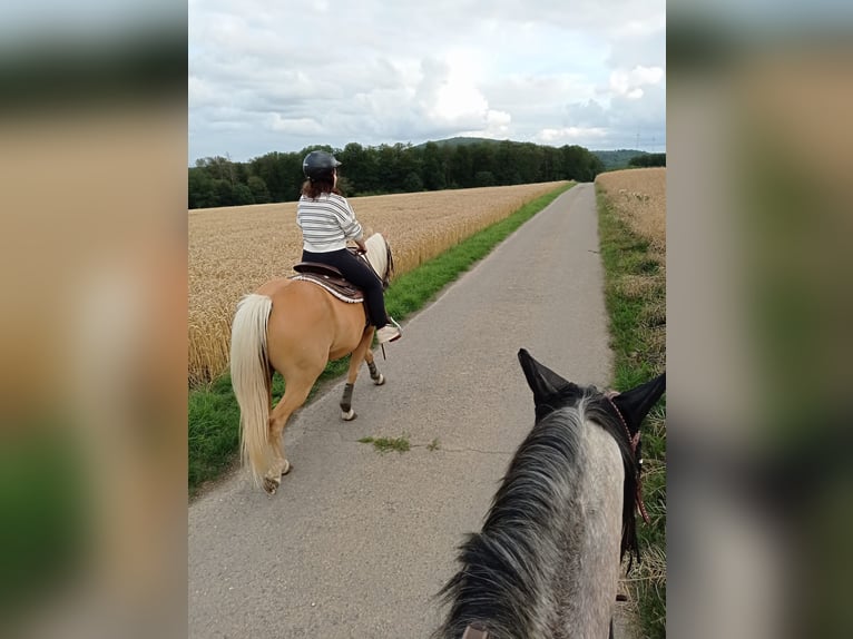 Other Breeds Mare 8 years 14 hh Palomino in Trendelburg