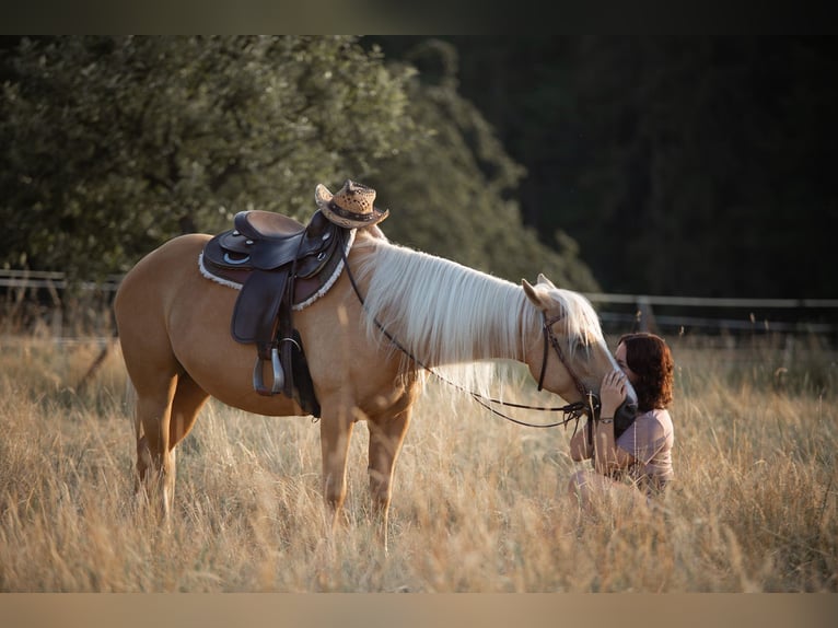 Other Breeds Mare 8 years 14 hh Palomino in Trendelburg