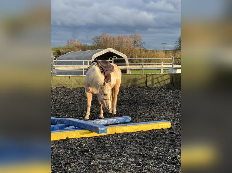 Other Breeds Mare 8 years 14 hh Palomino in Trendelburg