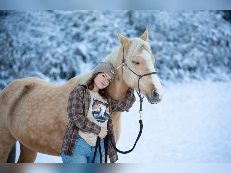 Other Breeds Mare 8 years 14 hh Palomino in Trendelburg