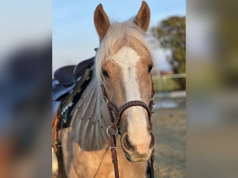 Other Breeds Mare 8 years 14 hh Palomino in Trendelburg