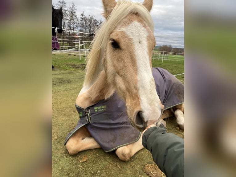 Other Breeds Mare 8 years 14 hh Palomino in Trendelburg