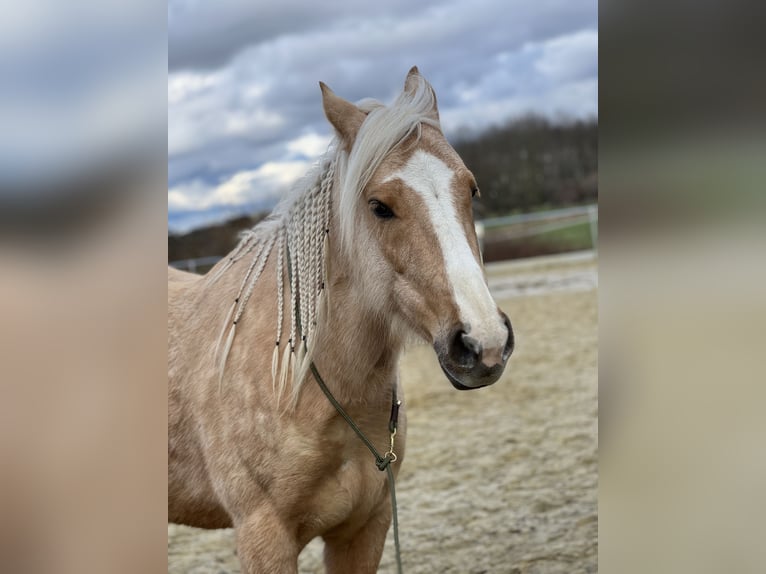 Other Breeds Mare 8 years 14 hh Palomino in Trendelburg