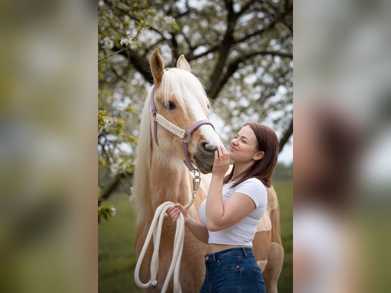 Other Breeds Mare 8 years 14 hh Palomino in Trendelburg