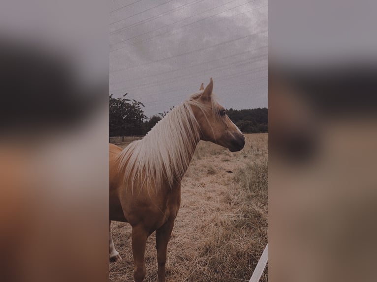 Other Breeds Mare 8 years 14 hh Palomino in Trendelburg