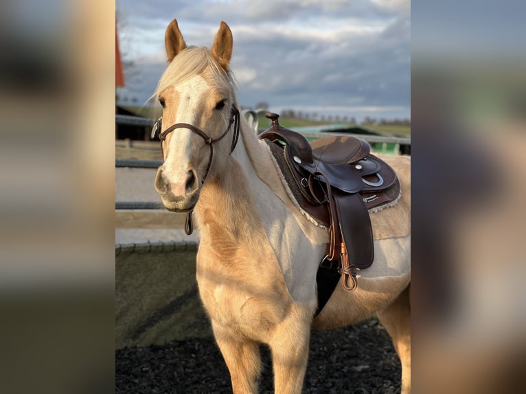 Other Breeds Mare 8 years 14 hh Palomino in Trendelburg