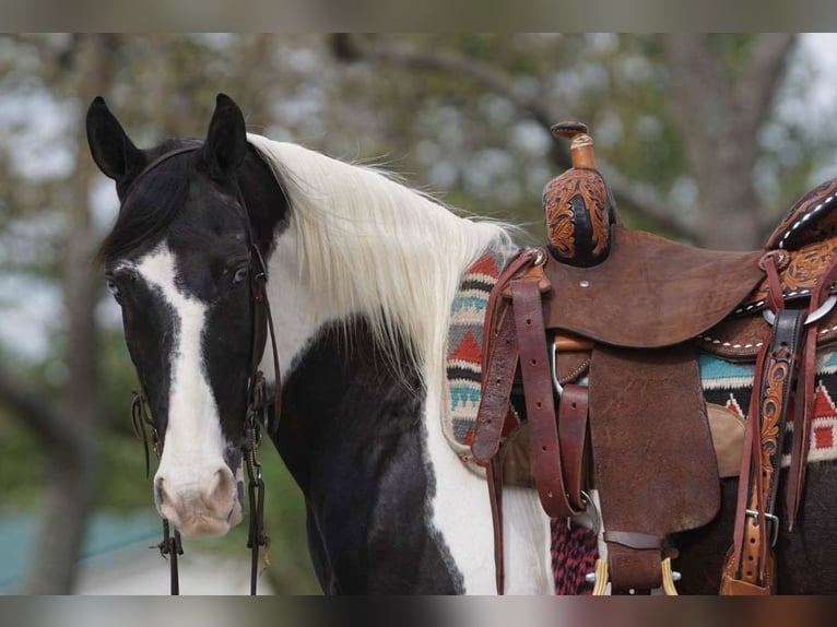 Other Breeds Mare 8 years 14 hh Pinto in Rineyville, KY
