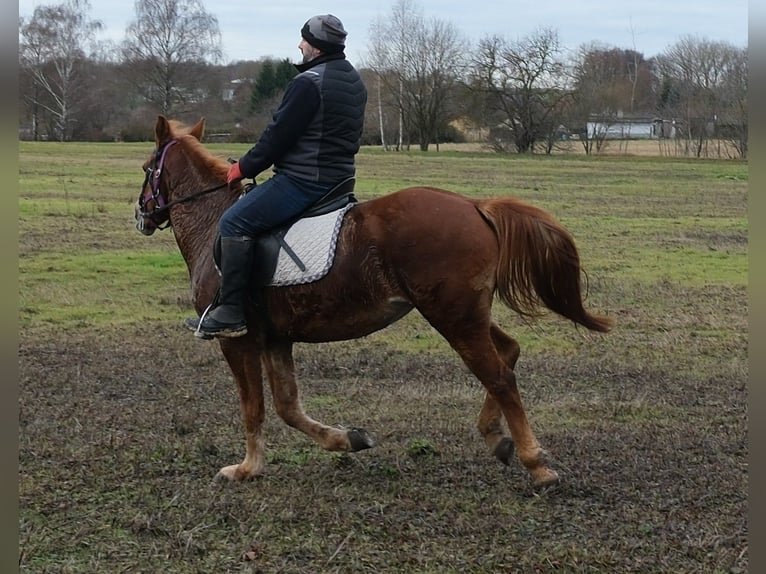 Other Breeds Mare 8 years 14,1 hh Chestnut-Red in Buttstädt