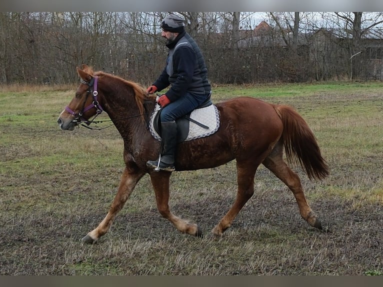Other Breeds Mare 8 years 14,1 hh Chestnut-Red in Buttstädt