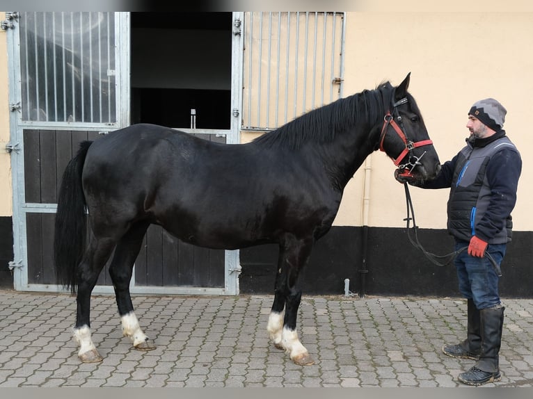 Other Breeds Mare 8 years 14,2 hh Black in Buttst&#xE4;dt