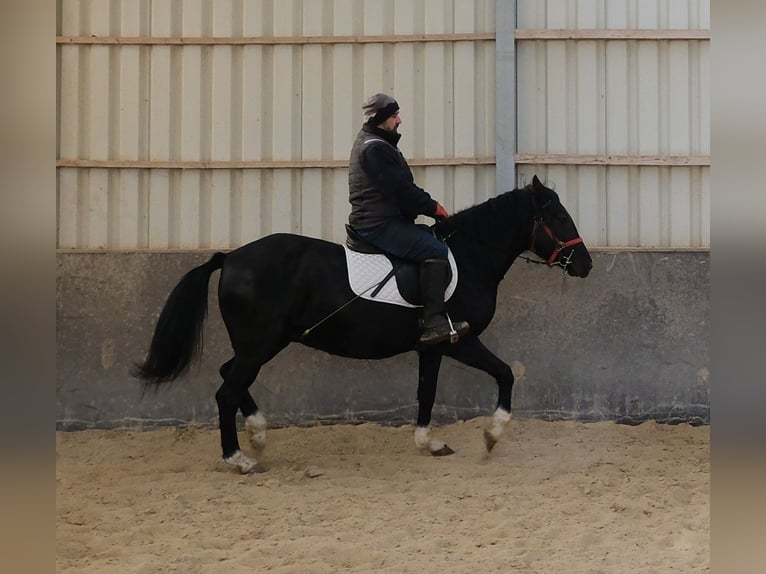 Other Breeds Mare 8 years 14,2 hh Black in Buttst&#xE4;dt
