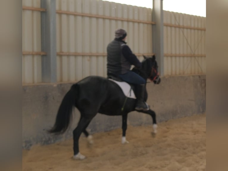 Other Breeds Mare 8 years 14,2 hh Black in Buttst&#xE4;dt
