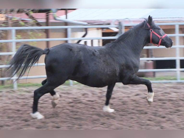 Other Breeds Mare 8 years 14,2 hh Black in Ellersleben