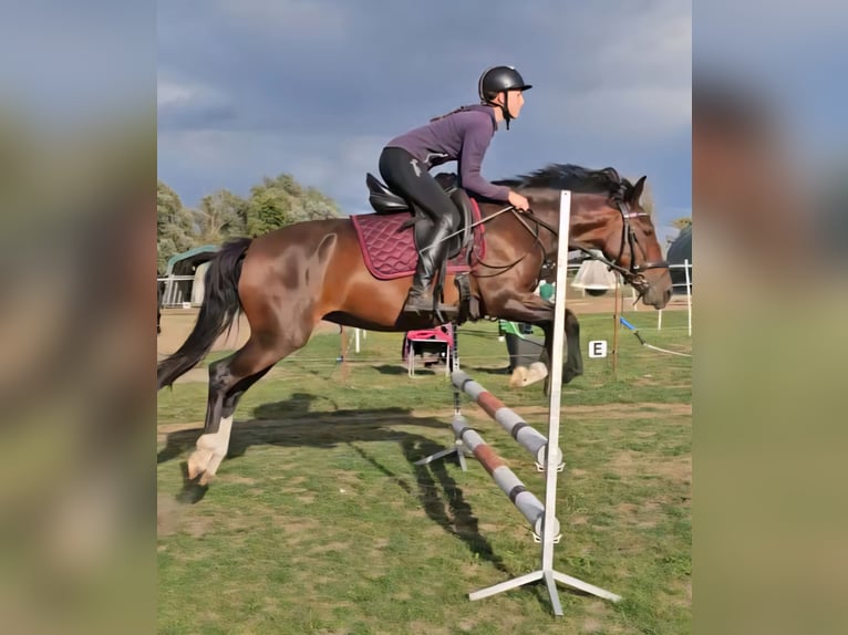 Other Breeds Mare 8 years 14,2 hh Brown in Barleben