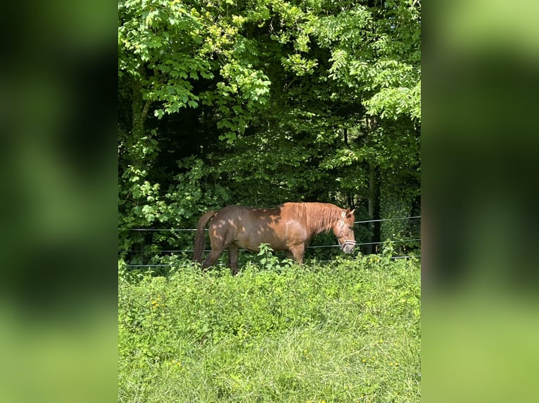 Other Breeds Mix Mare 8 years 14,2 hh Chestnut-Red in Elixhausen