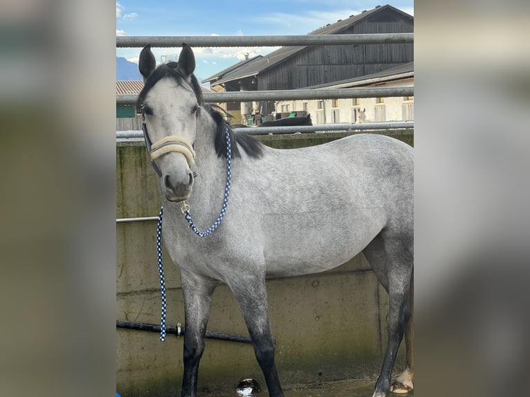 Other Breeds Mare 8 years 14,2 hh Grey in Feldkirch