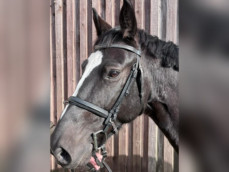 Other Breeds Mare 8 years 14,2 hh Smoky-Black in Rietz-Neuendorf