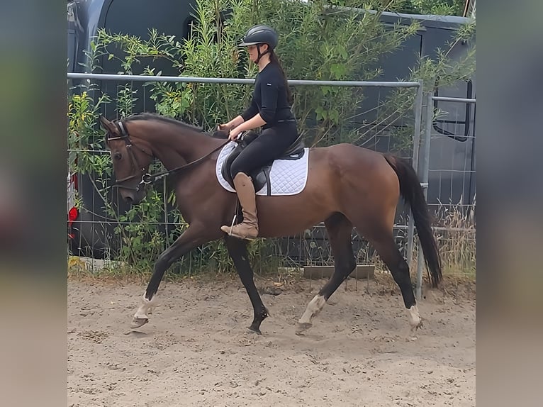 Other Breeds Mare 8 years 14,3 hh Brown in Lage