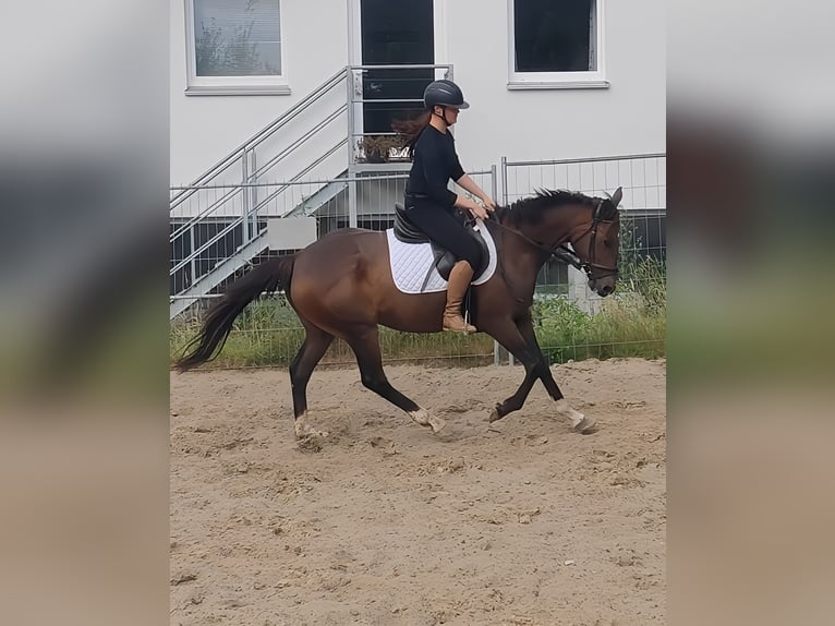 Other Breeds Mare 8 years 14,3 hh Brown in Lage