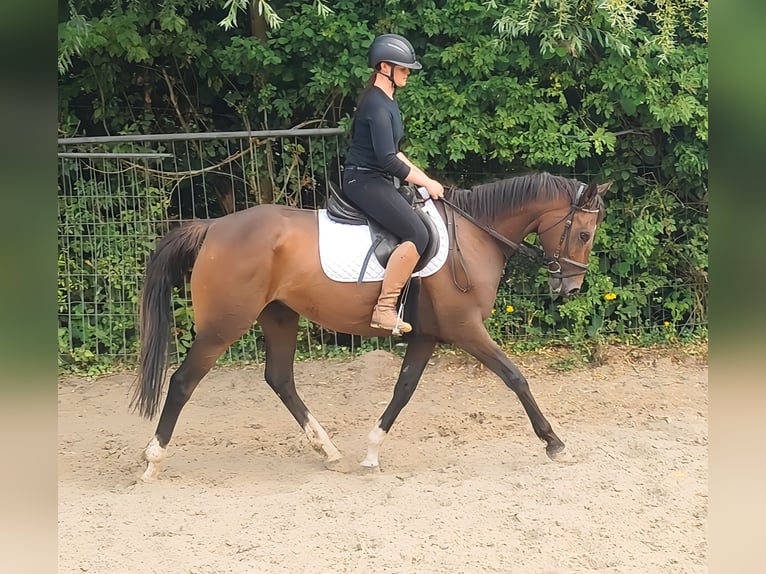 Other Breeds Mare 8 years 14,3 hh Brown in Lage