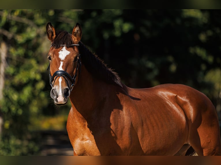 Other Breeds Mix Mare 8 years 15,1 hh Bay in Vilnius