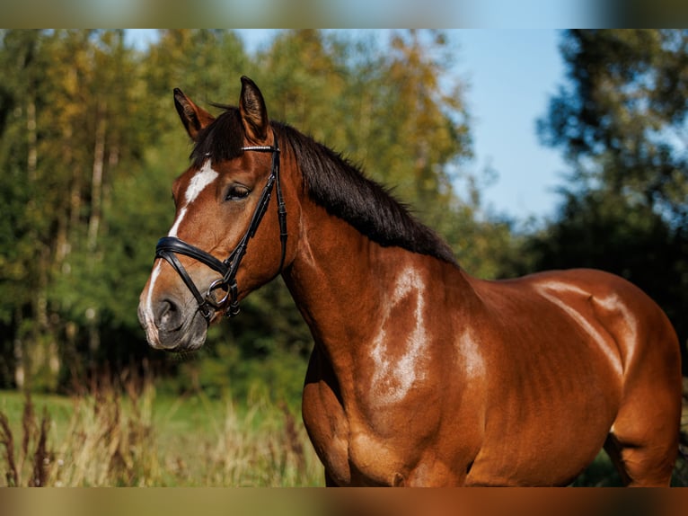 Other Breeds Mix Mare 8 years 15,1 hh Bay in Vilnius