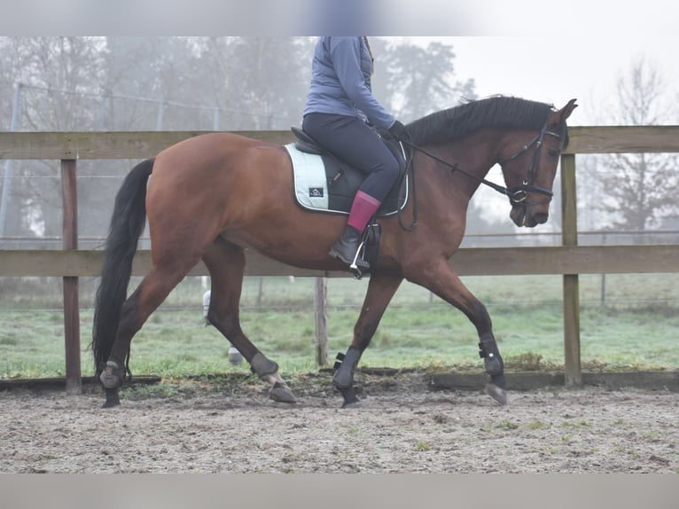 Other Breeds Mare 8 years 15,1 hh Brown in Achtmaal