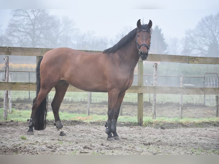 Other Breeds Mare 8 years 15,1 hh Brown in Achtmaal