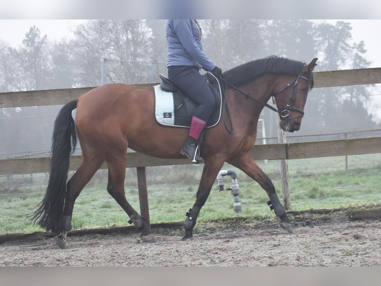 Other Breeds Mare 8 years 15,1 hh Brown in Achtmaal