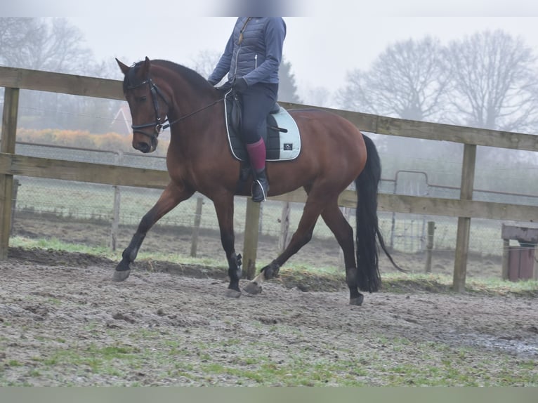 Other Breeds Mare 8 years 15,1 hh Brown in Achtmaal