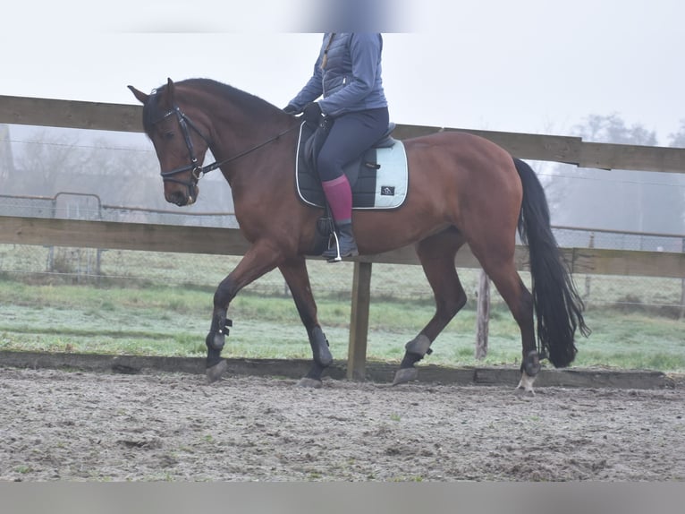 Other Breeds Mare 8 years 15,1 hh Brown in Achtmaal