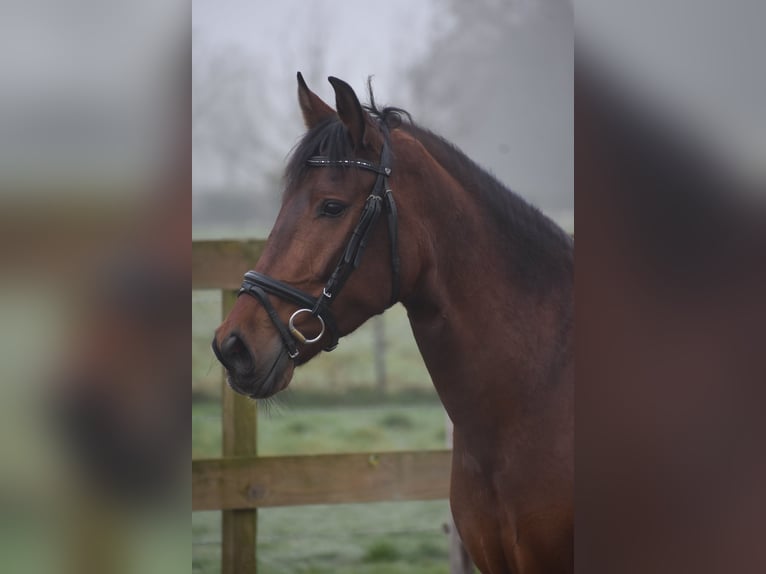 Other Breeds Mare 8 years 15,1 hh Brown in Achtmaal