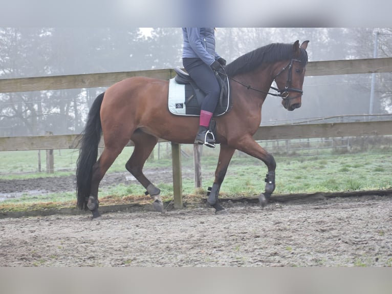 Other Breeds Mare 8 years 15,1 hh Brown in Achtmaal