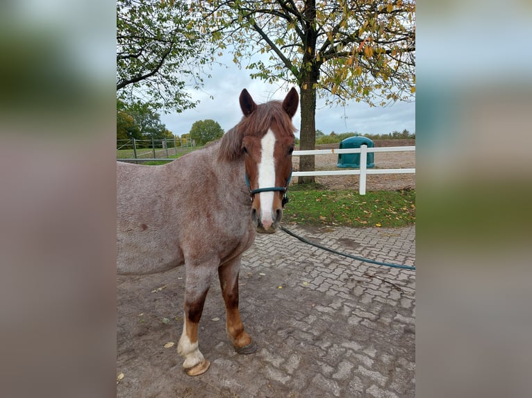 Other Breeds Mix Mare 8 years 15.1 hh Chestnut-Red in Groß Buchwald