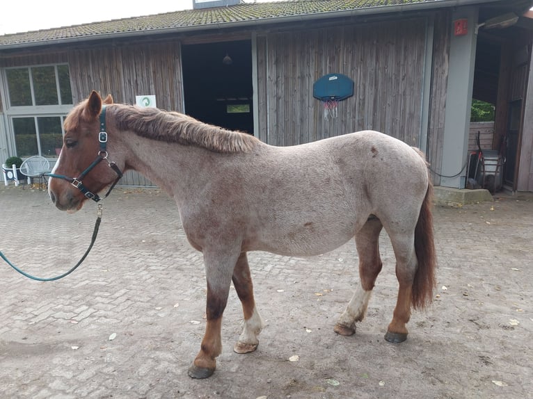 Other Breeds Mix Mare 8 years 15.1 hh Chestnut-Red in Groß Buchwald