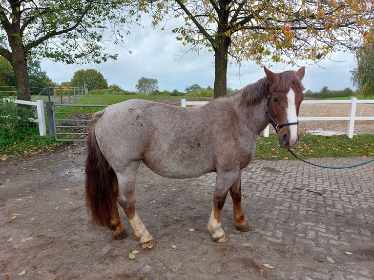 Other Breeds Mix Mare 8 years 15.1 hh Chestnut-Red in Groß Buchwald