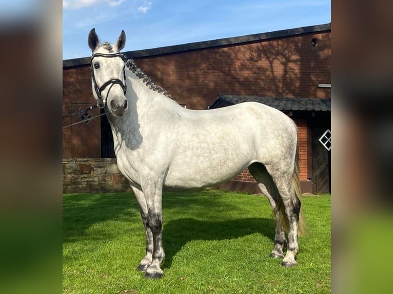 Other Breeds Mare 8 years 15,1 hh Gray in Hopsten