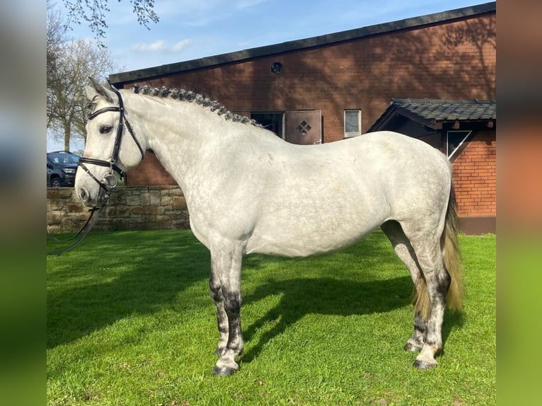 Other Breeds Mare 8 years 15,1 hh Gray in Hopsten