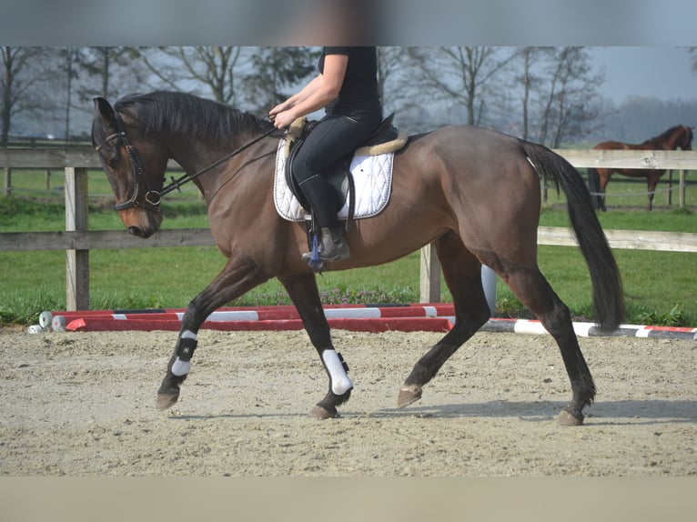 Other Breeds Mare 8 years 15.2 hh Brown in Breda