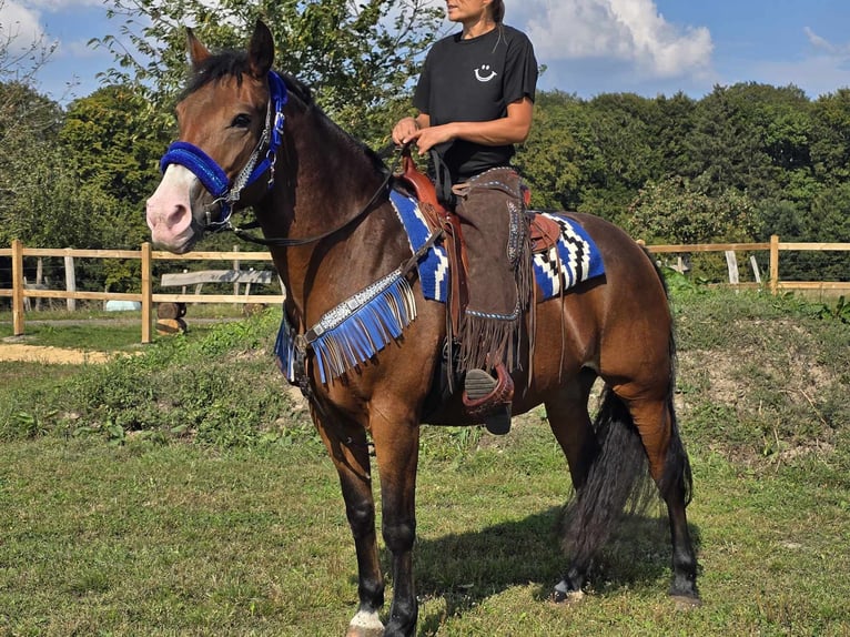 Other Breeds Mare 8 years 15,2 hh Brown in Linkenbach