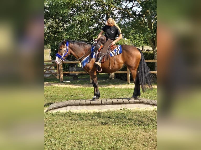 Other Breeds Mare 8 years 15,2 hh Brown in Linkenbach