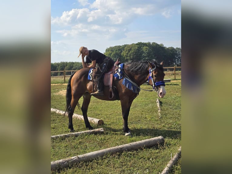 Other Breeds Mare 8 years 15,2 hh Brown in Linkenbach