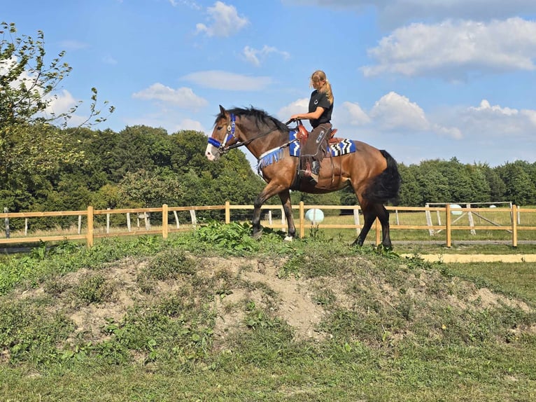 Other Breeds Mare 8 years 15,2 hh Brown in Linkenbach