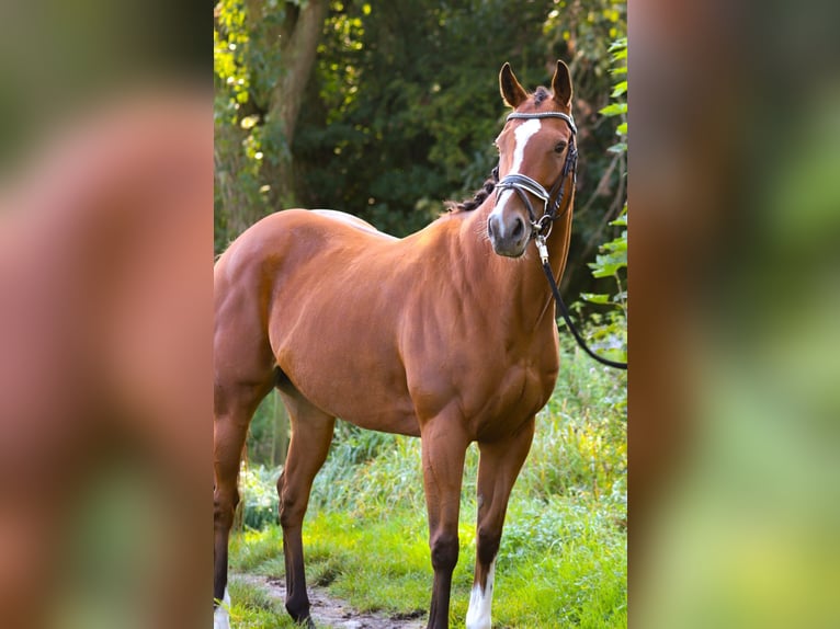 Other Breeds Mare 8 years 15,2 hh Brown in Berne